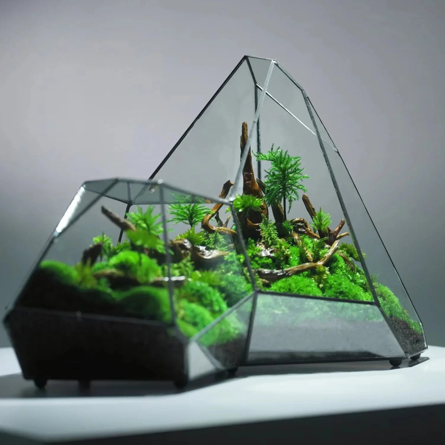 Rainforest-Style Glass Terrarium – Miniature Moss & Succulent Garden | Floressa