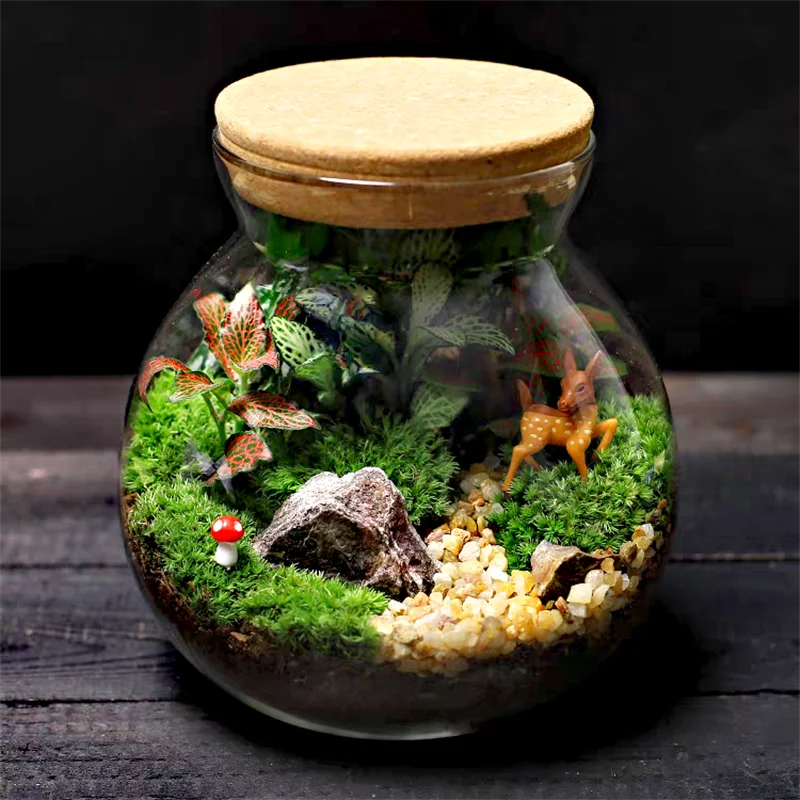 Cork-Top Glass Terrarium – For Moss, Bryophytes & Mini Bonsai | Floressa